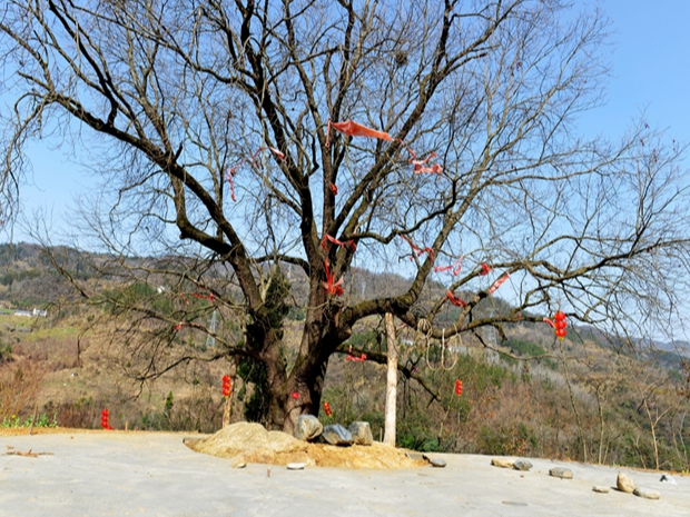 上庸镇：千年黄连树 干群共保护