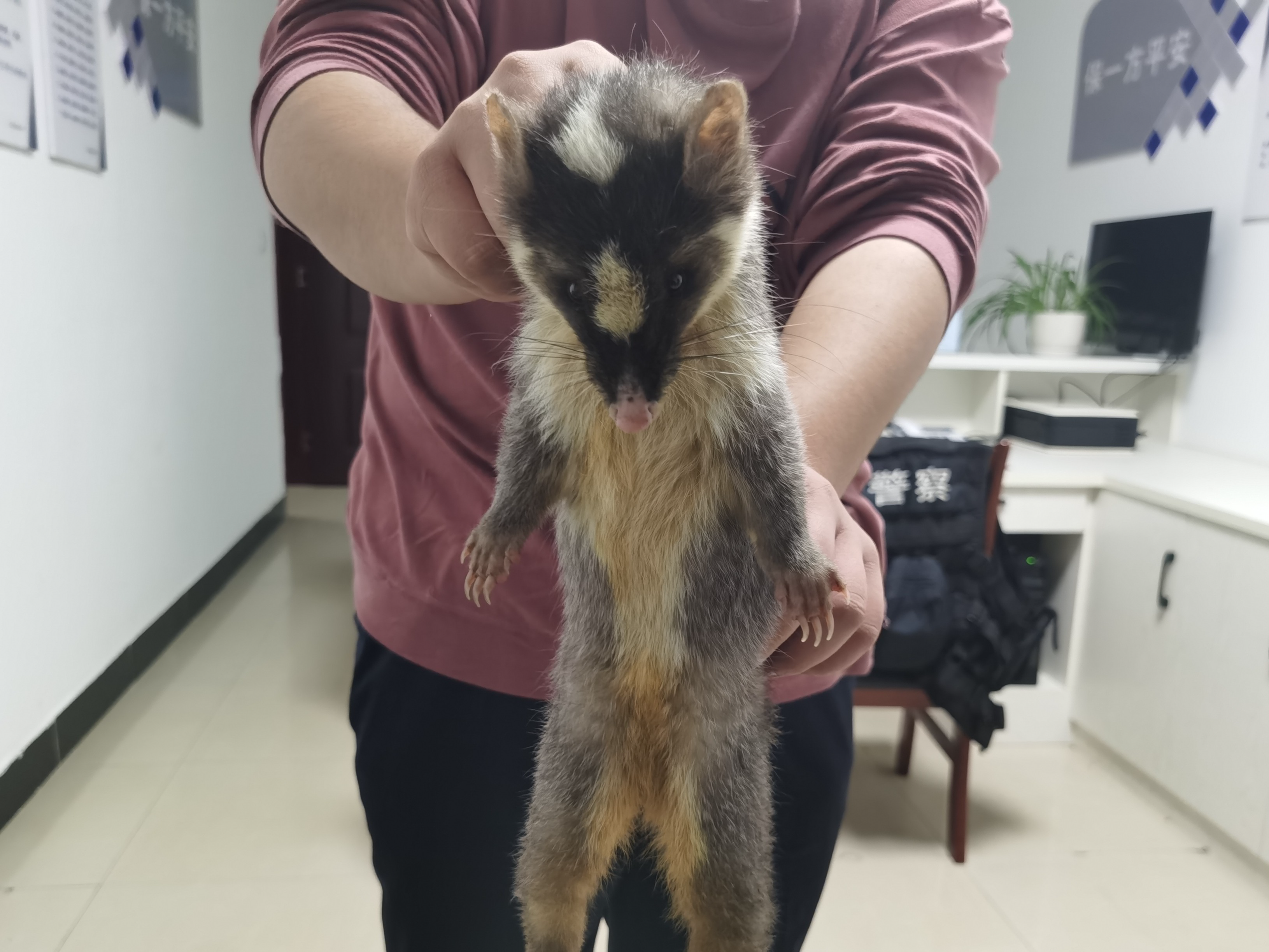 鼬獾闯进村民家中   民警助其放归自然