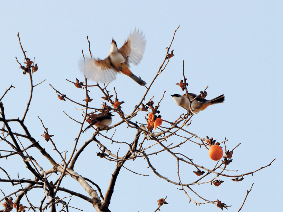 越冬鸟儿.png