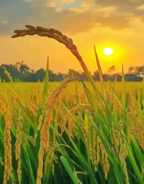 呼吁教育回归真实成长 ----一次“非预制”的童真凯歌