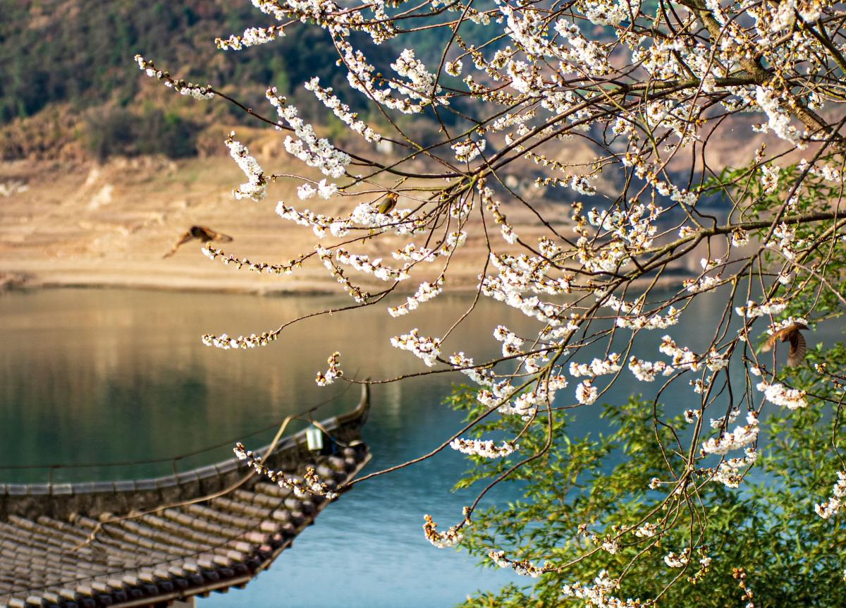 樱花盛开 雀鸟欢舞.jpg